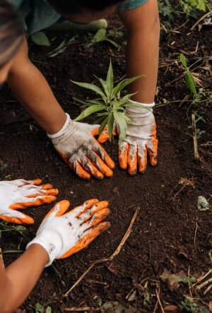 Sustainability